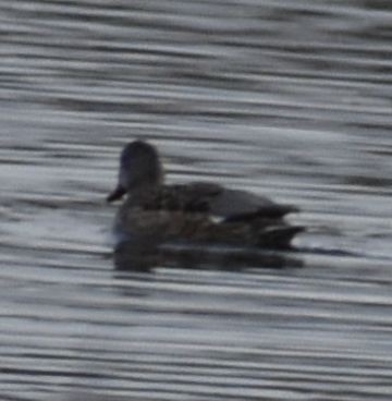 Gadwall - ML620438799