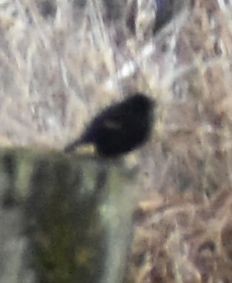 Red-winged Blackbird - ML620438811