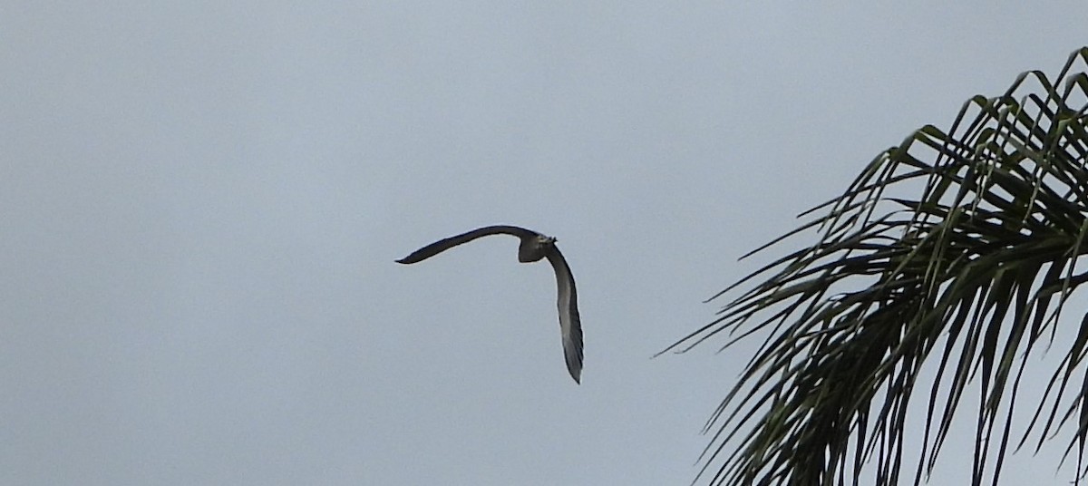 White-faced Heron - ML620438813