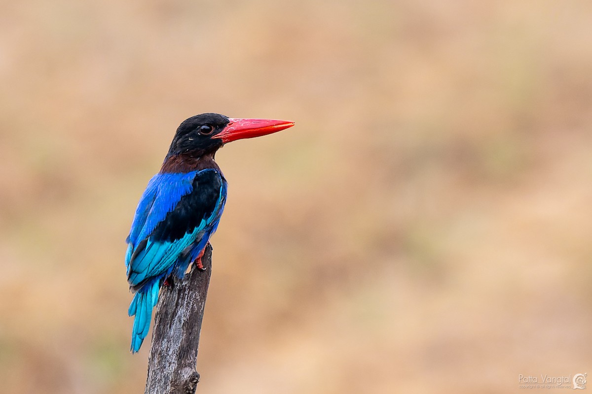 Javan Kingfisher - ML620438814