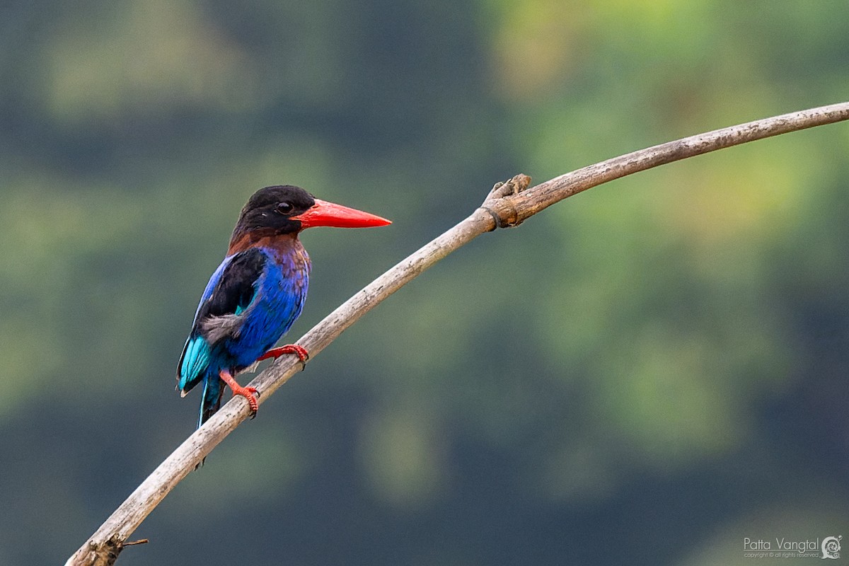 Javan Kingfisher - ML620438815