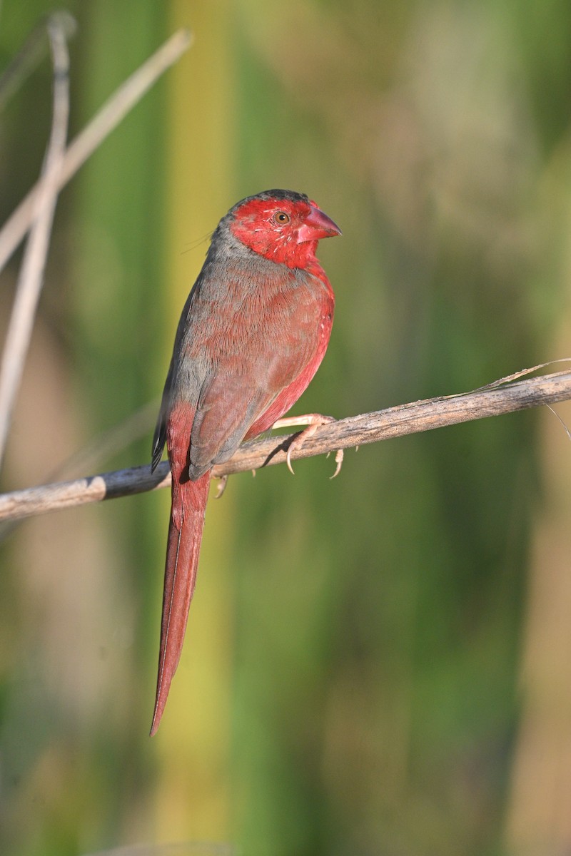 Crimson Finch - ML620438820