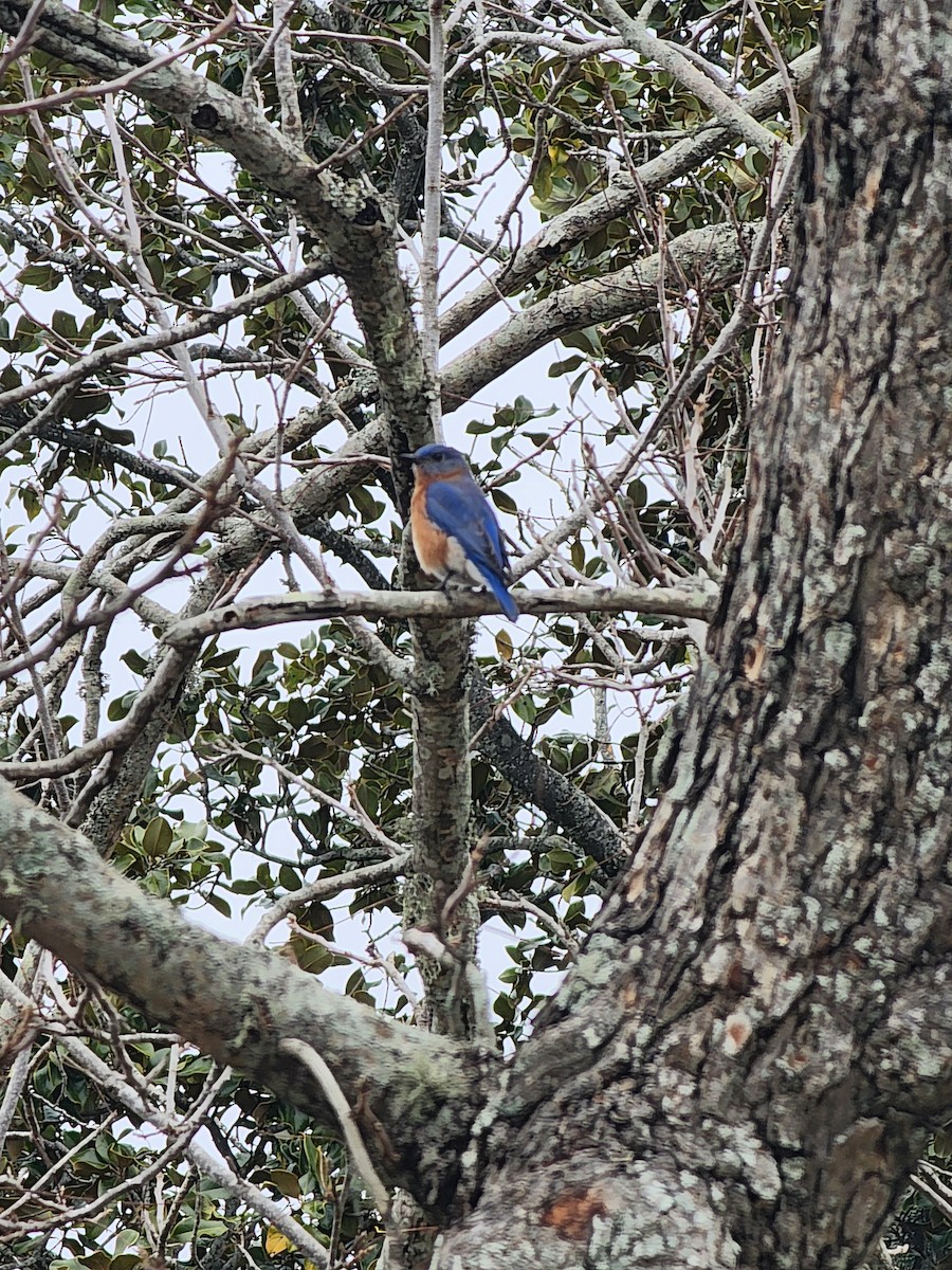 Eastern Bluebird - ML620438822