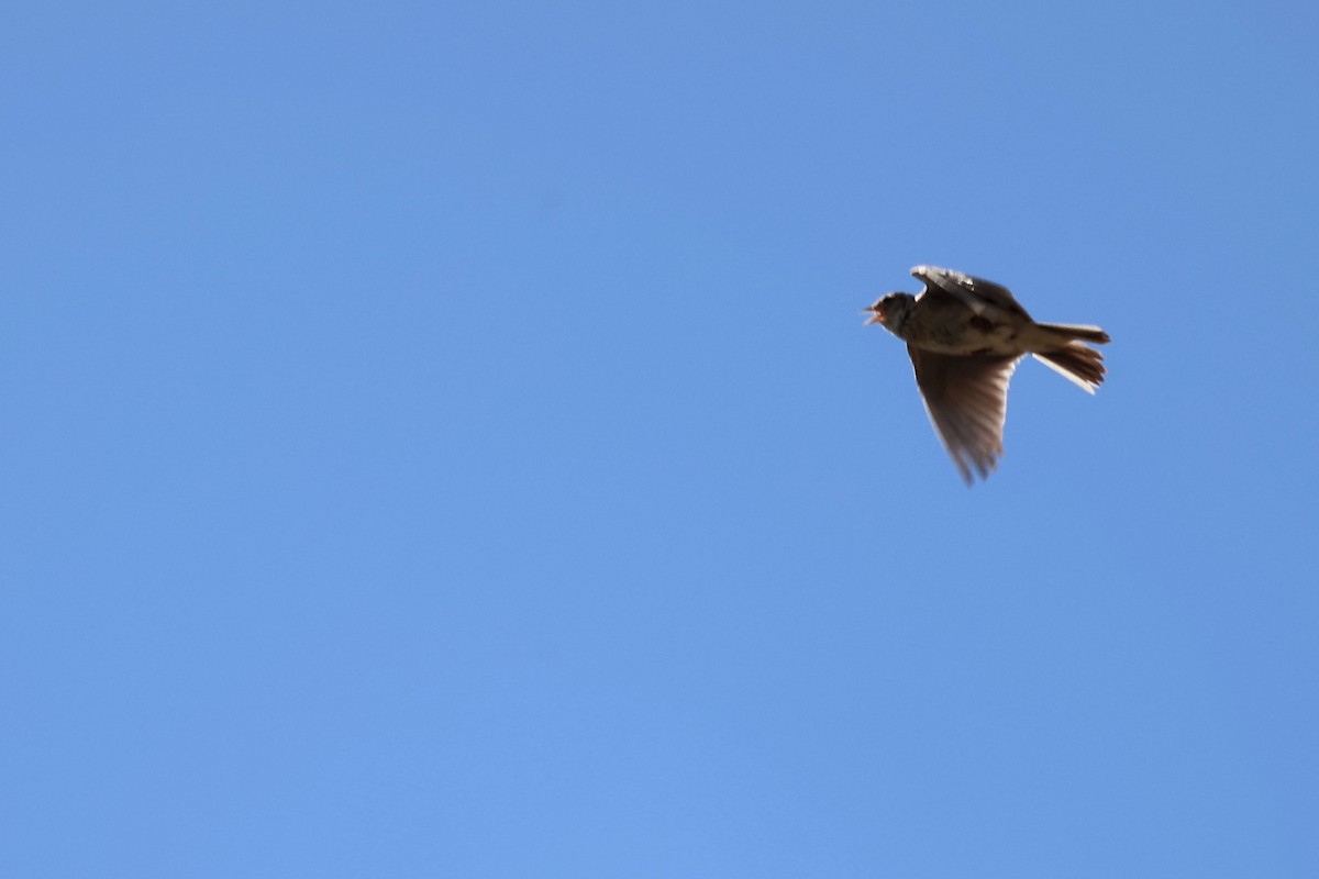 Eurasian Skylark - ML620438830