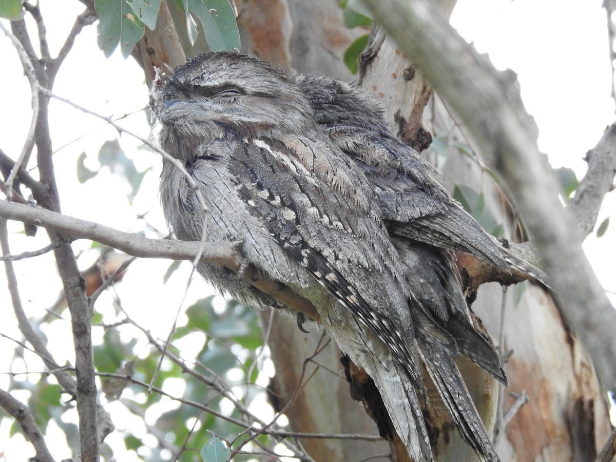 Tawny Frogmouth - ML620438832