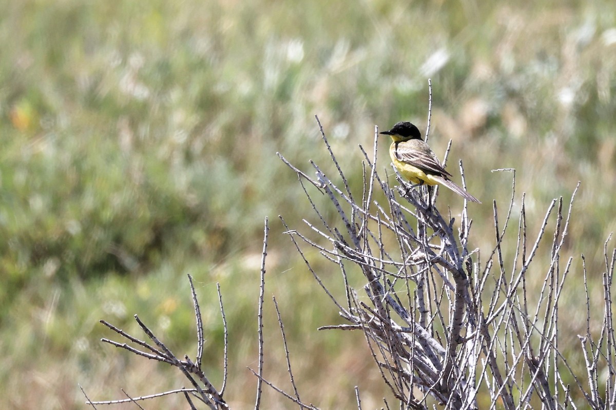 Western Yellow Wagtail - ML620438834