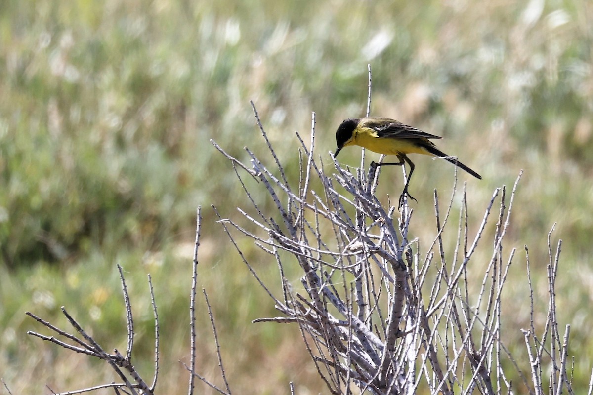 Western Yellow Wagtail - ML620438835