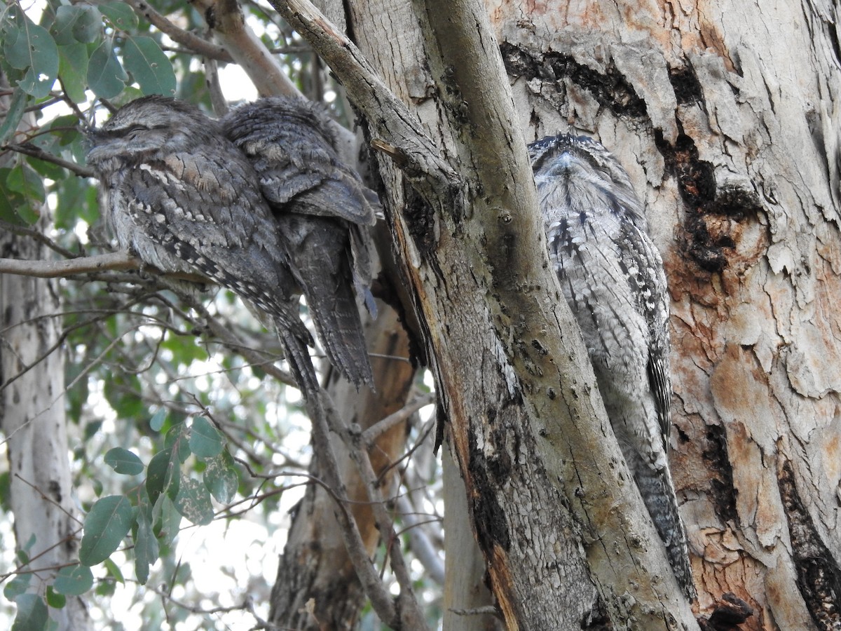 Tawny Frogmouth - ML620438836