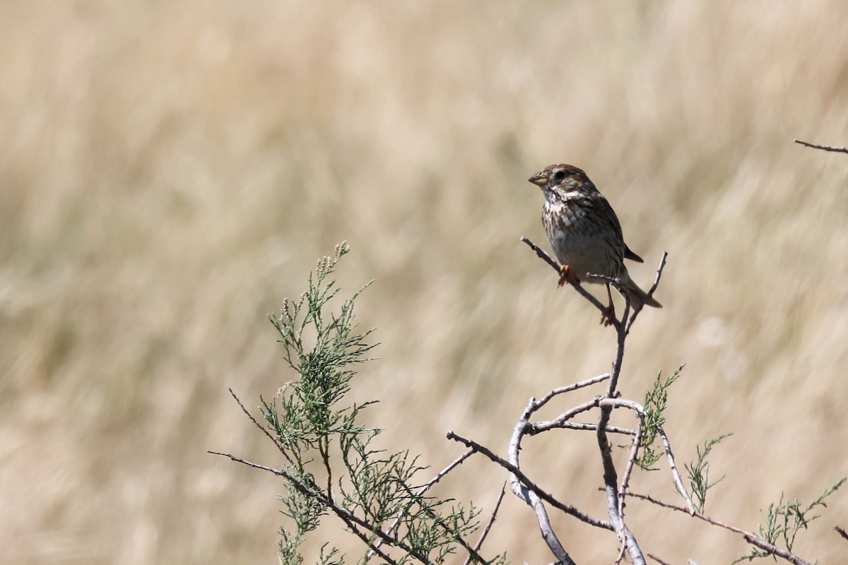 Corn Bunting - ML620438837