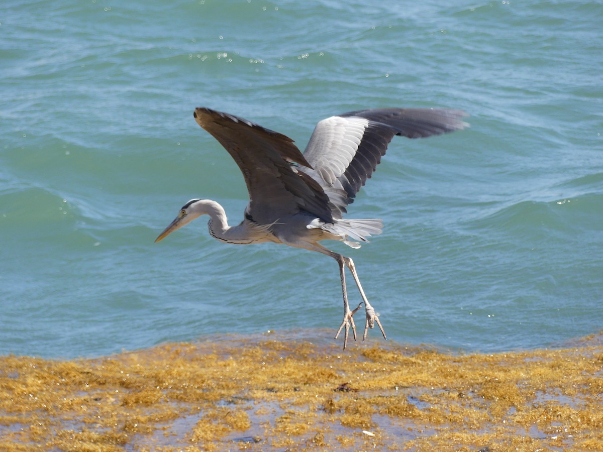 Gray Heron - ML620438844