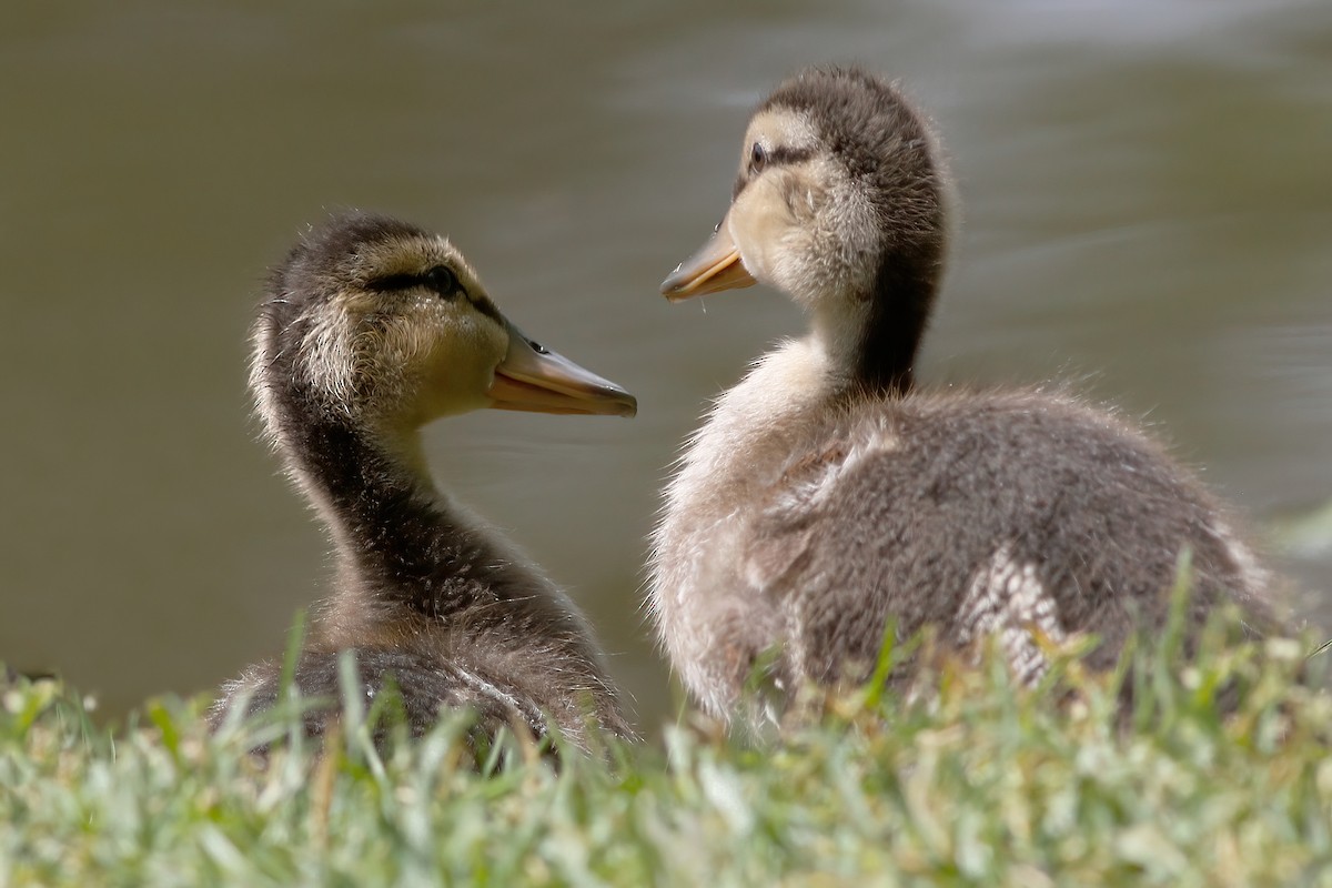 Mallard - Gary Jarvis