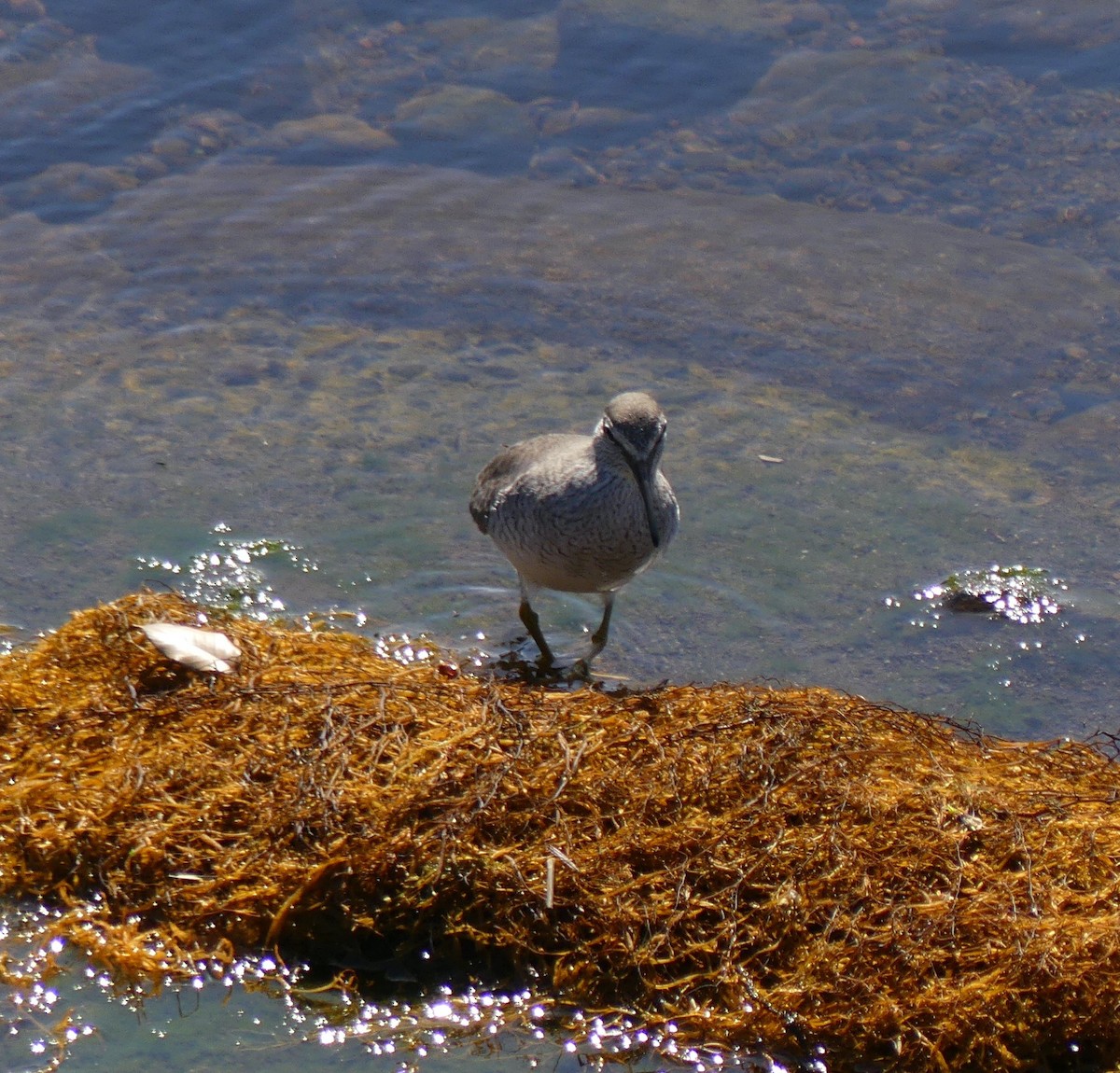 Gray-tailed Tattler - ML620438890