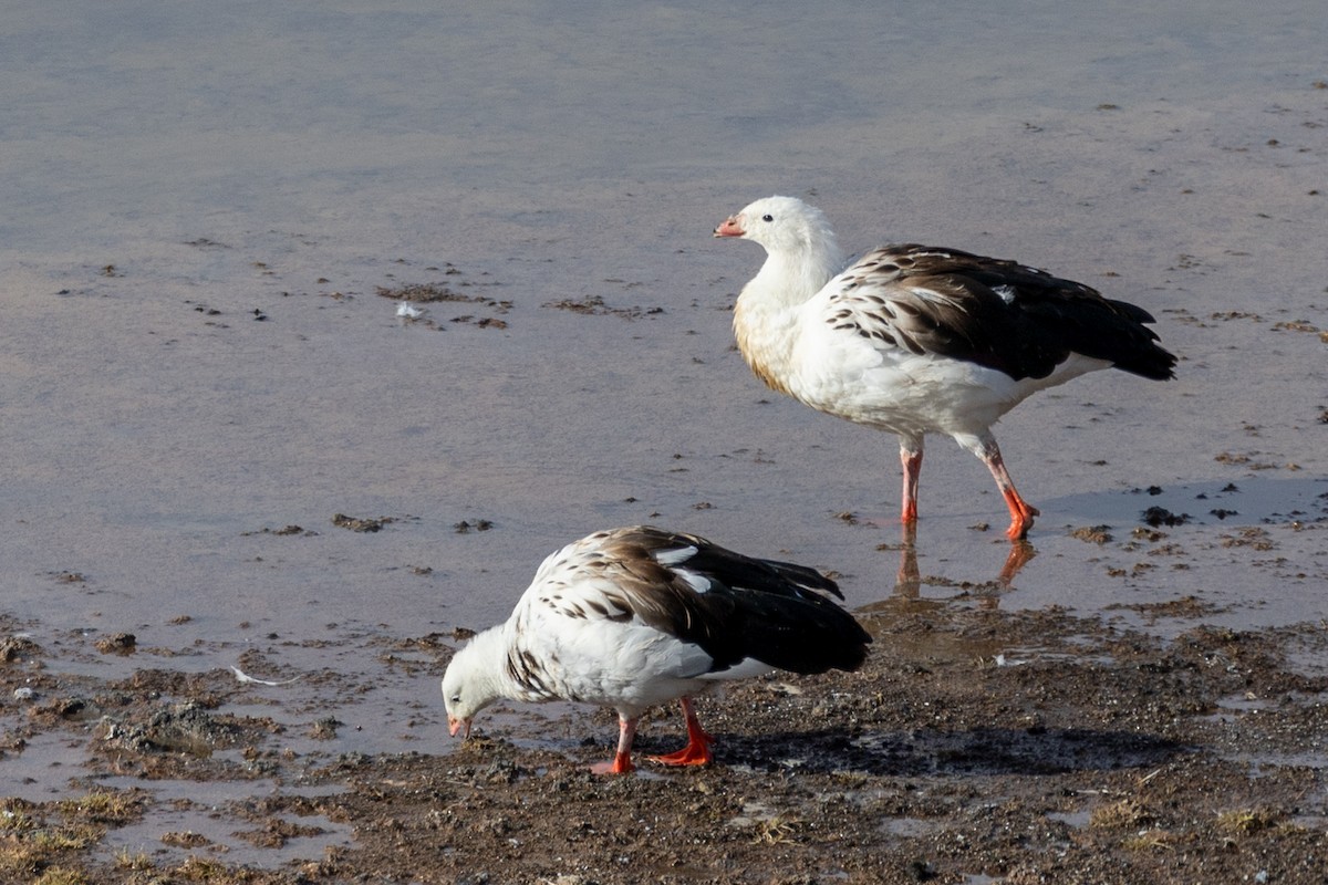 Andean Goose - ML620438892