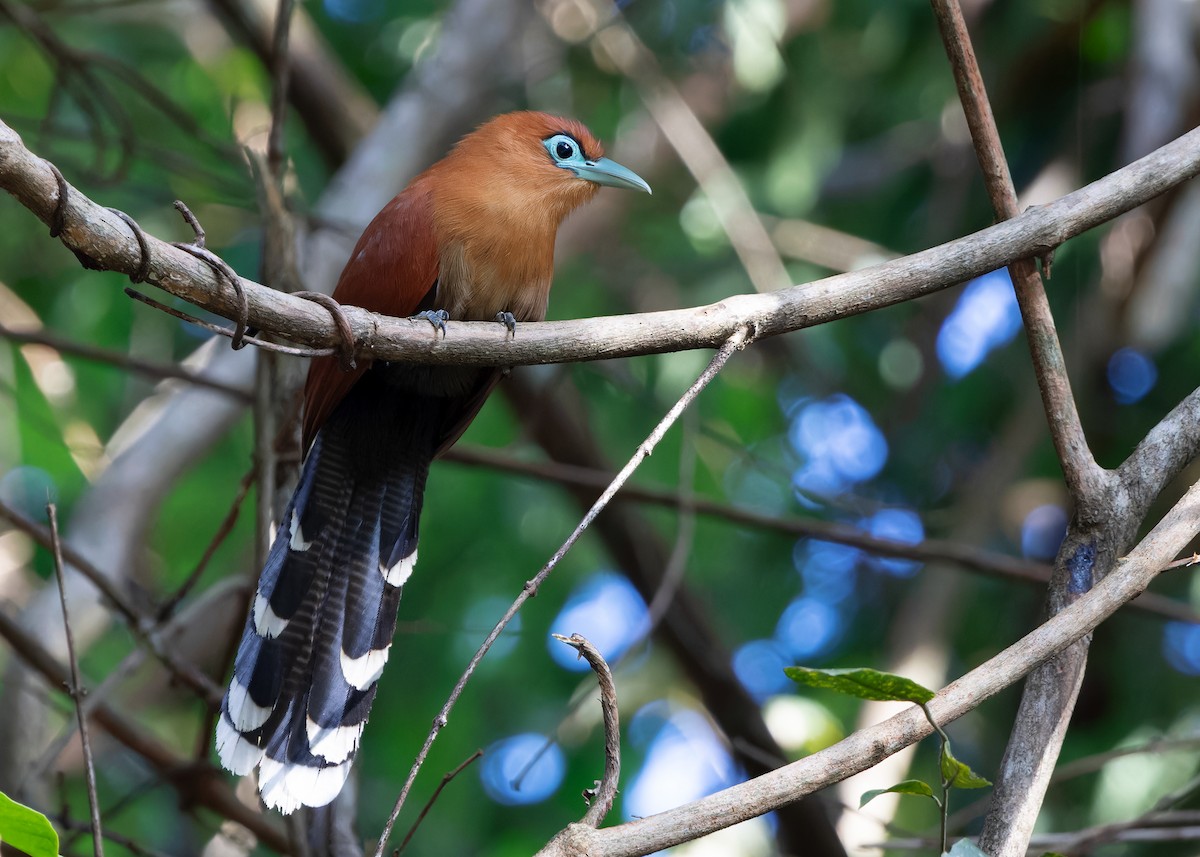 Raffles's Malkoha - ML620438900