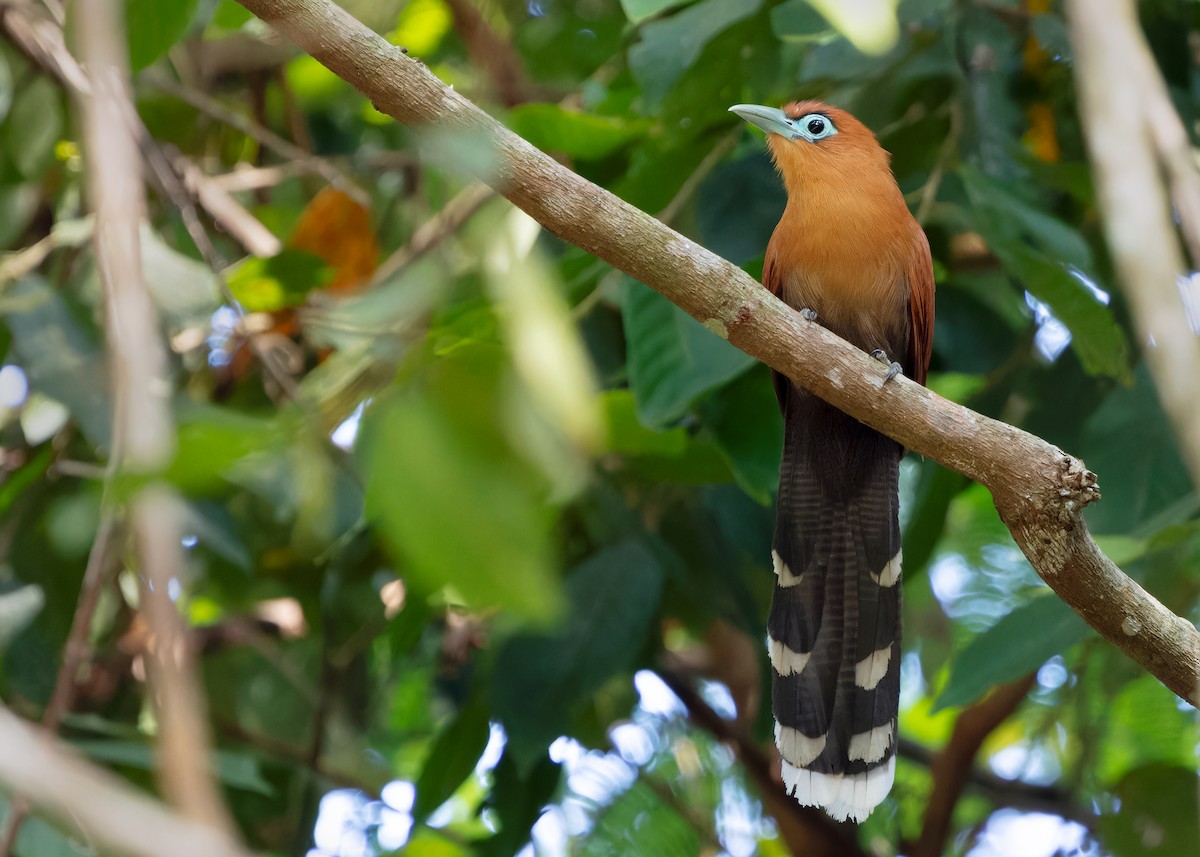 Raffles's Malkoha - ML620438903