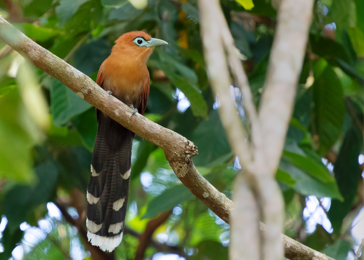 Raffles's Malkoha - ML620438904