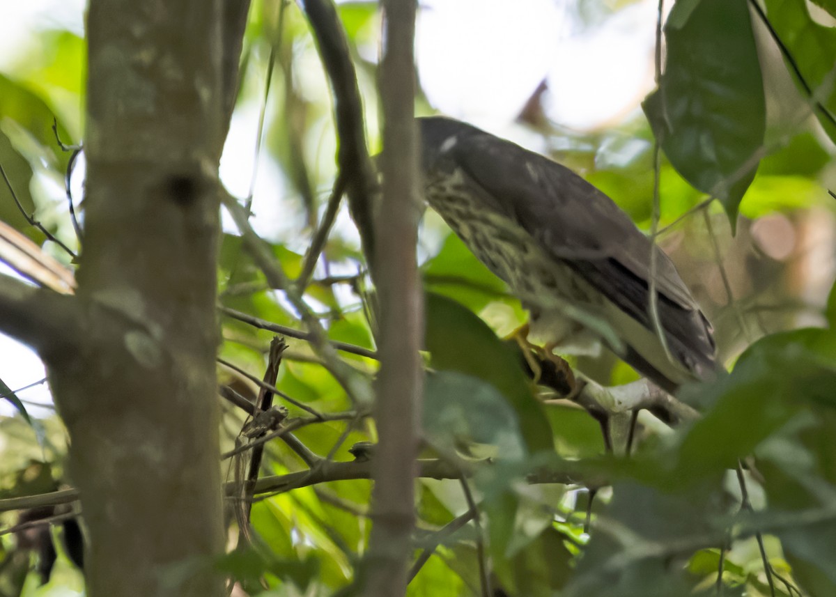 Malaysian Hawk-Cuckoo - ML620438911