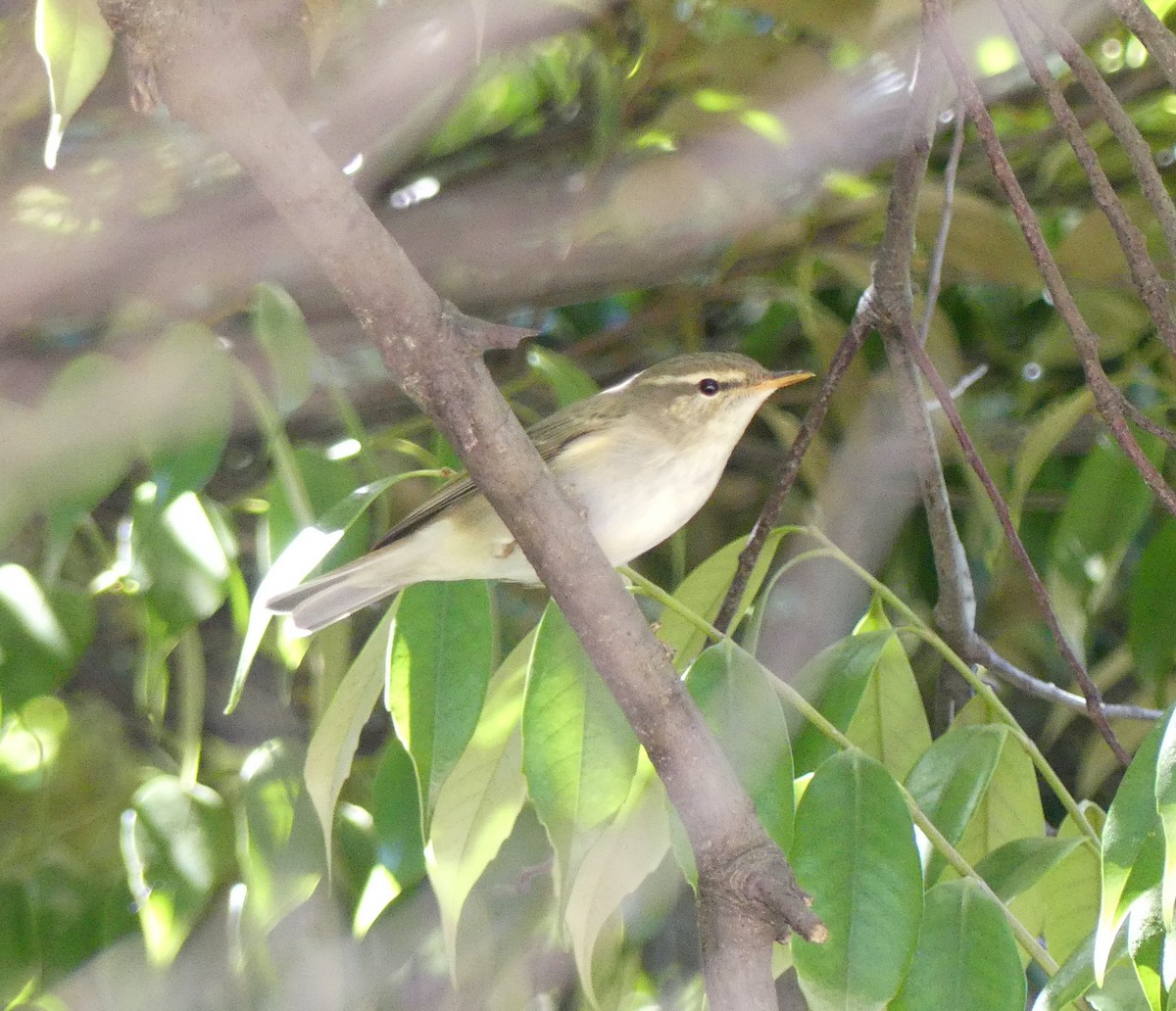 Kamchatka Leaf Warbler - ML620438917