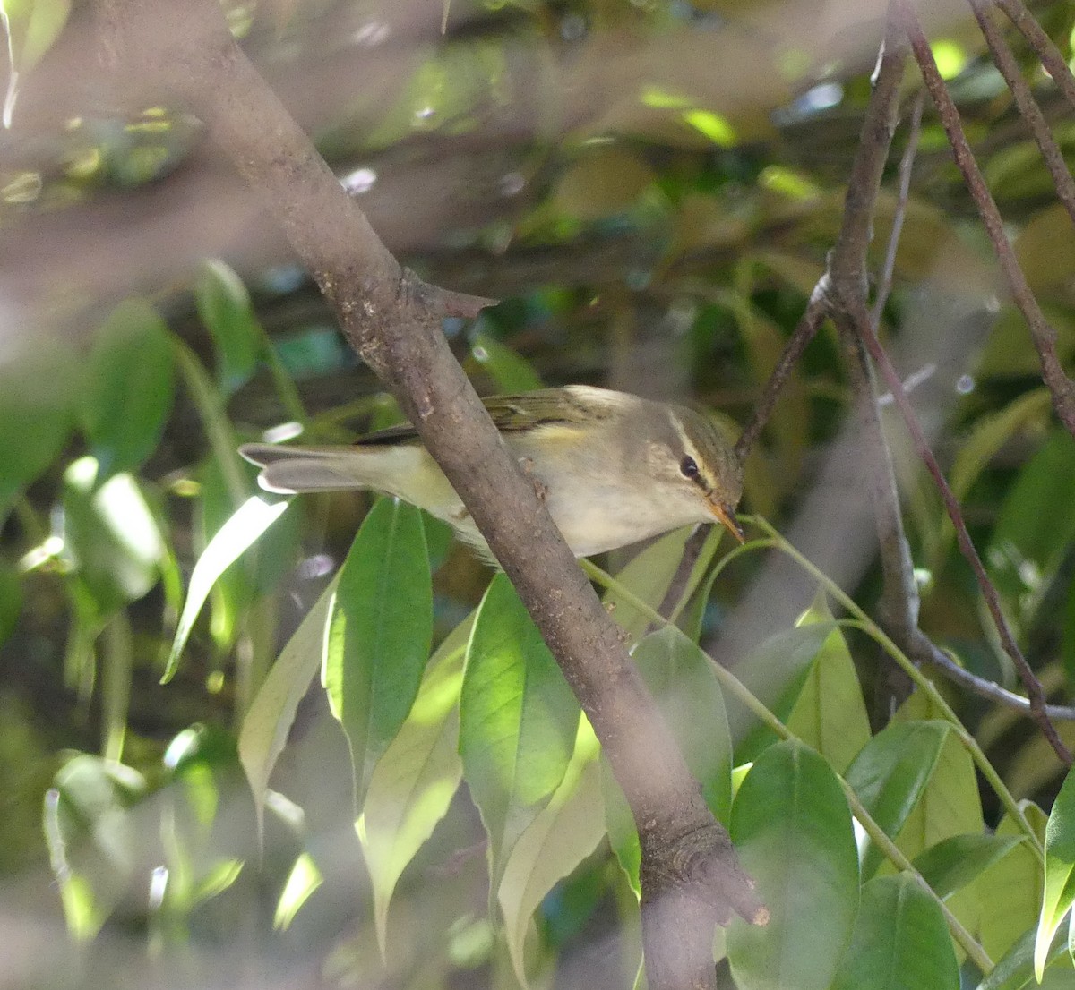 Kamchatka Leaf Warbler - ML620438918