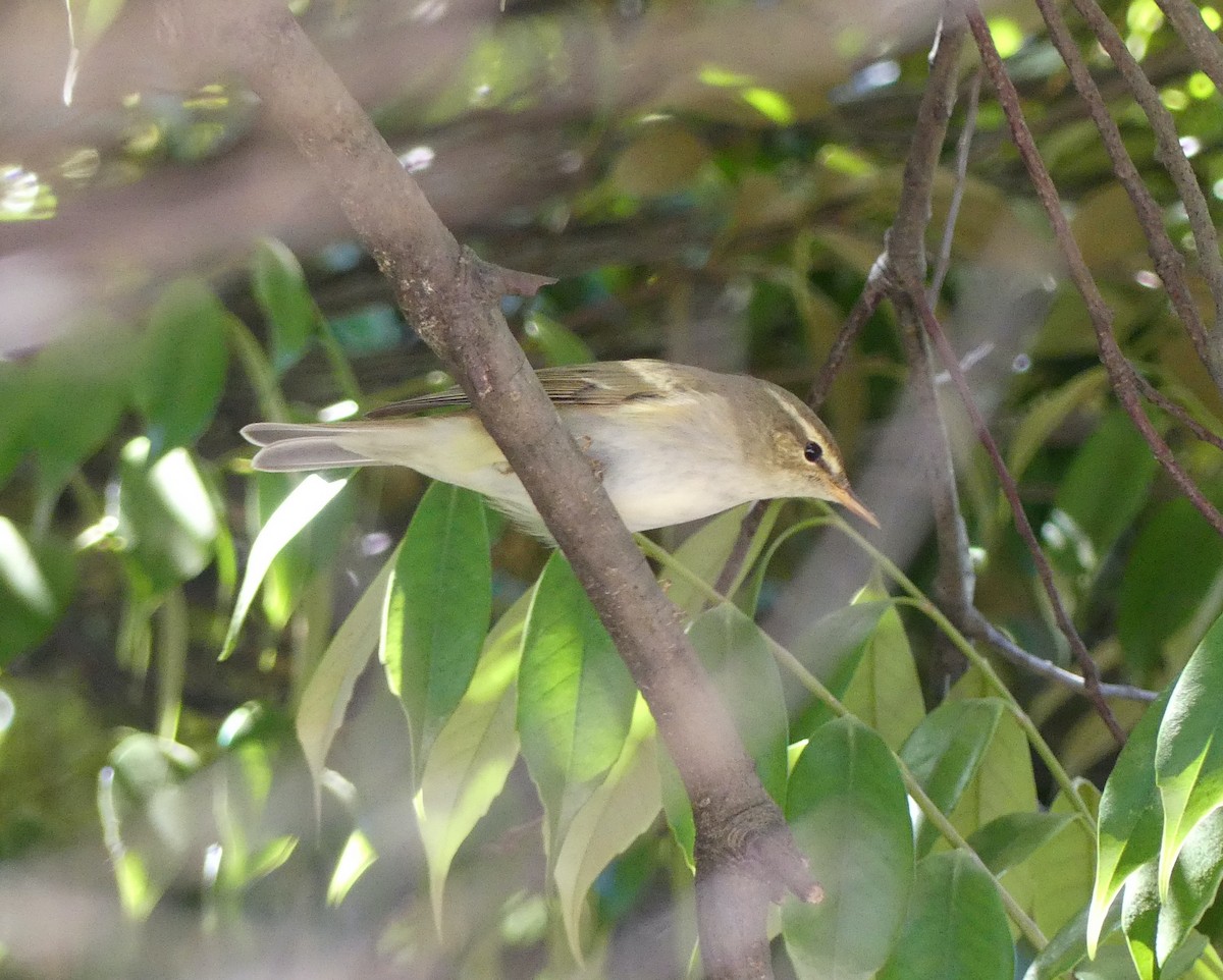 Kamchatka Leaf Warbler - ML620438919