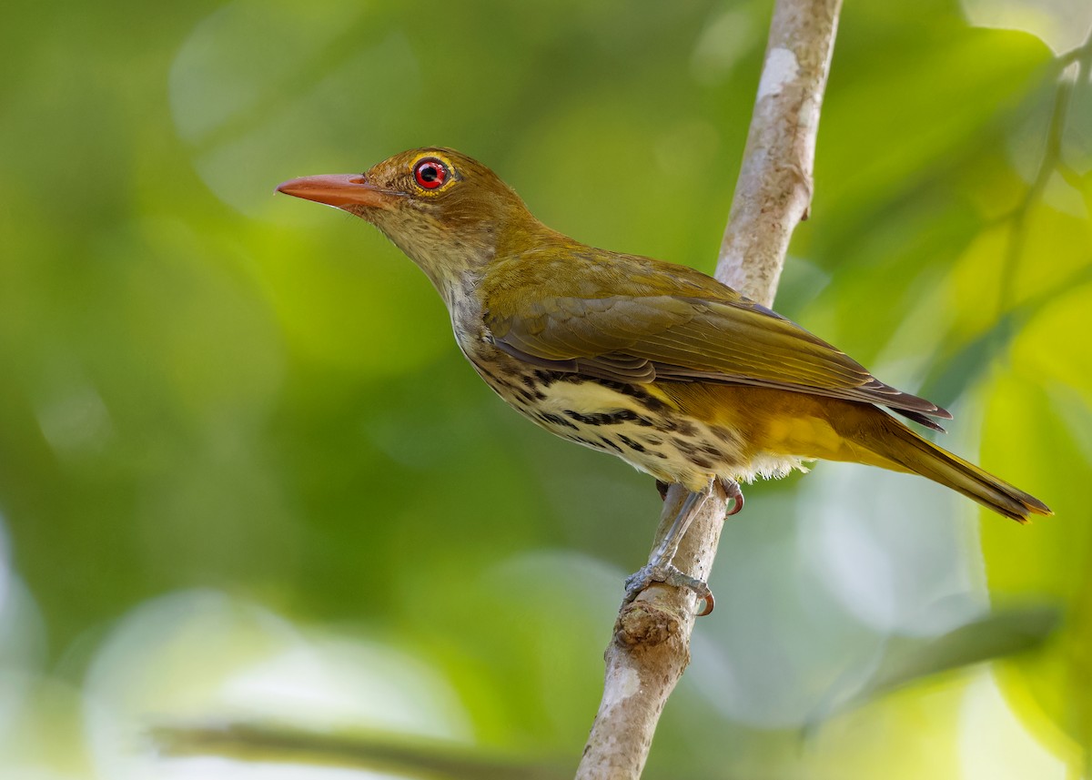 Dark-throated Oriole - ML620438920