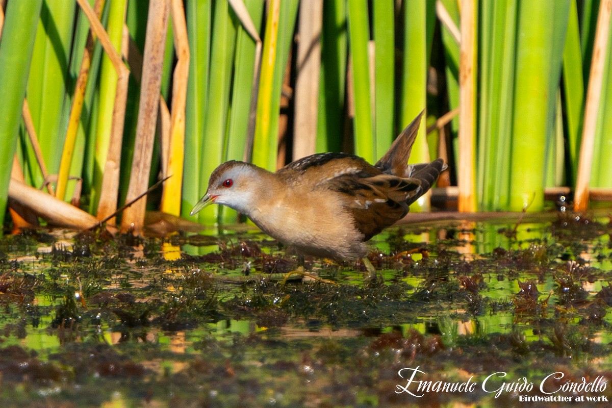 Little Crake - ML620438923