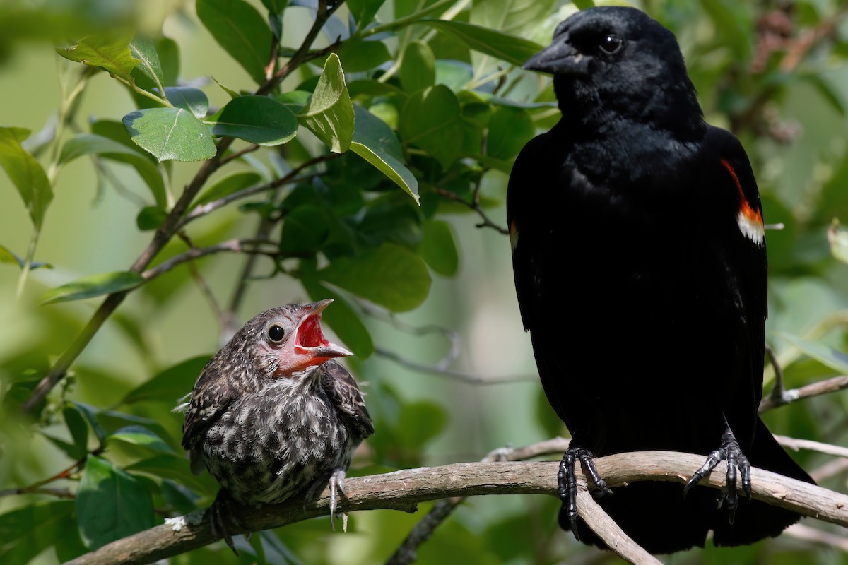 Red-winged Blackbird - ML620438926