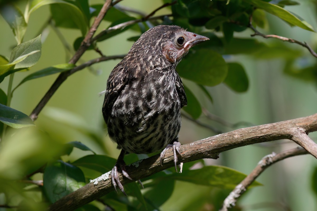 Red-winged Blackbird - ML620438927