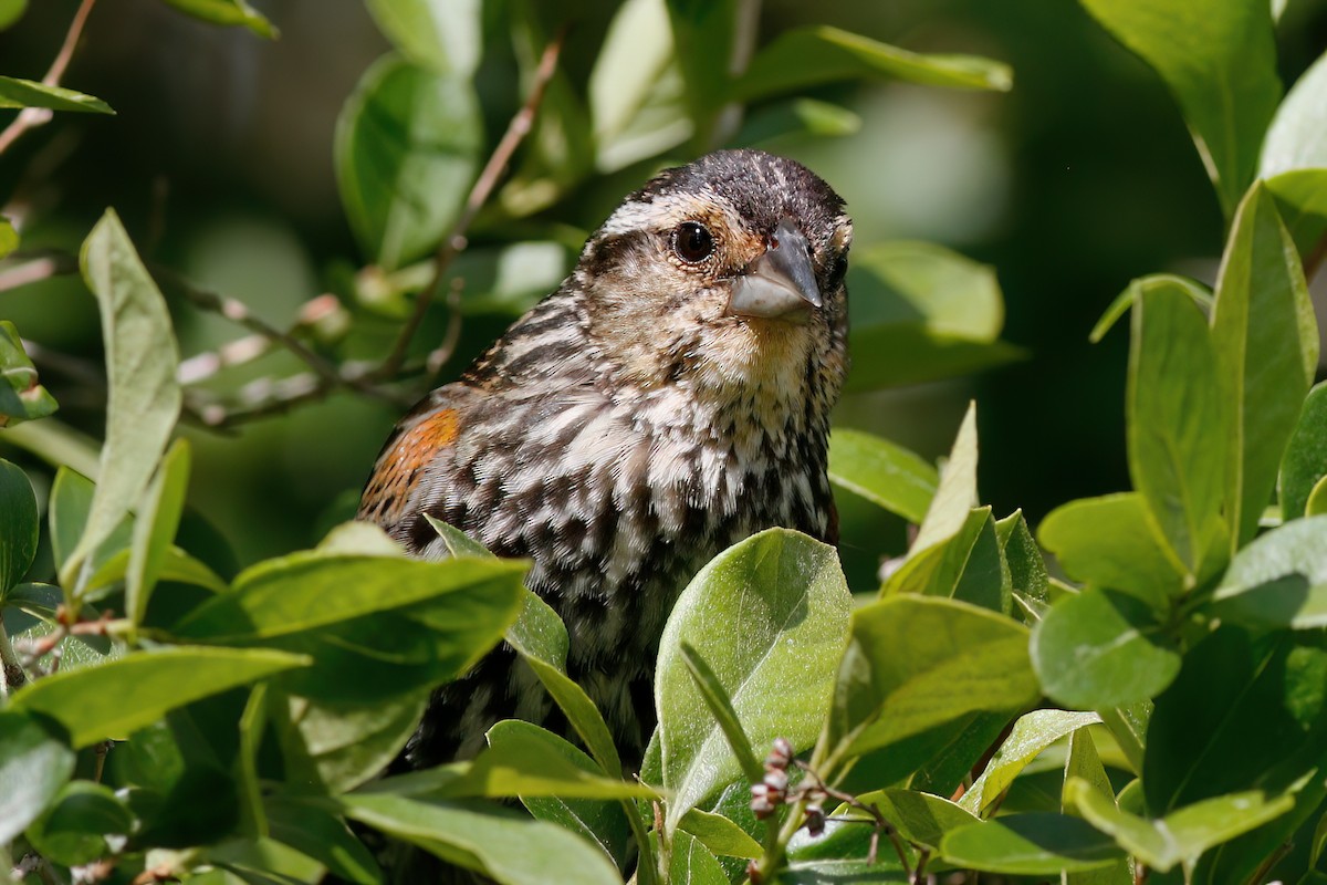 Red-winged Blackbird - ML620438931