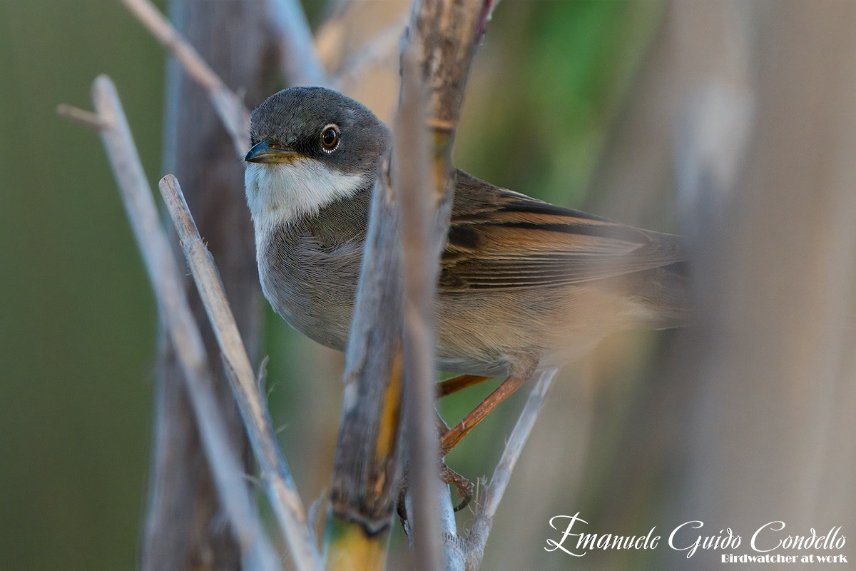 Spectacled Warbler - ML620438938