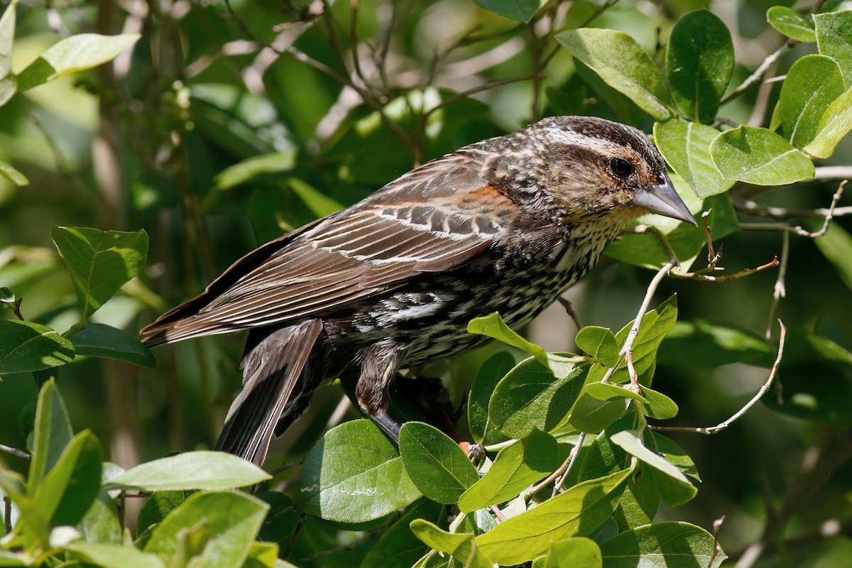 Red-winged Blackbird - ML620438940