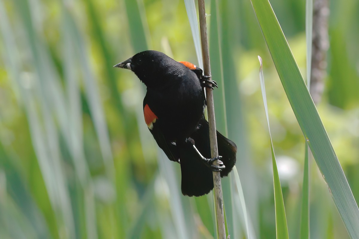 Red-winged Blackbird - ML620438941