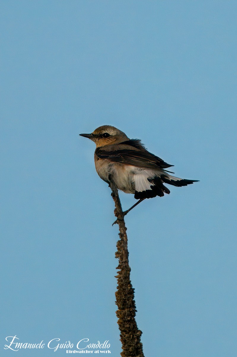 Northern Wheatear - ML620438942