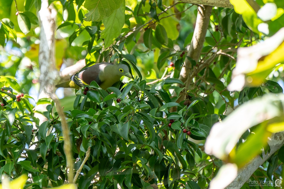 Gray-cheeked Green-Pigeon - ML620438943