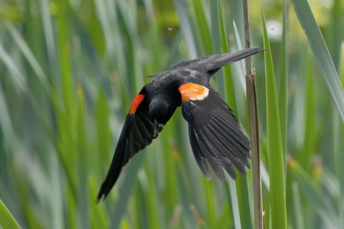 Red-winged Blackbird - ML620438944