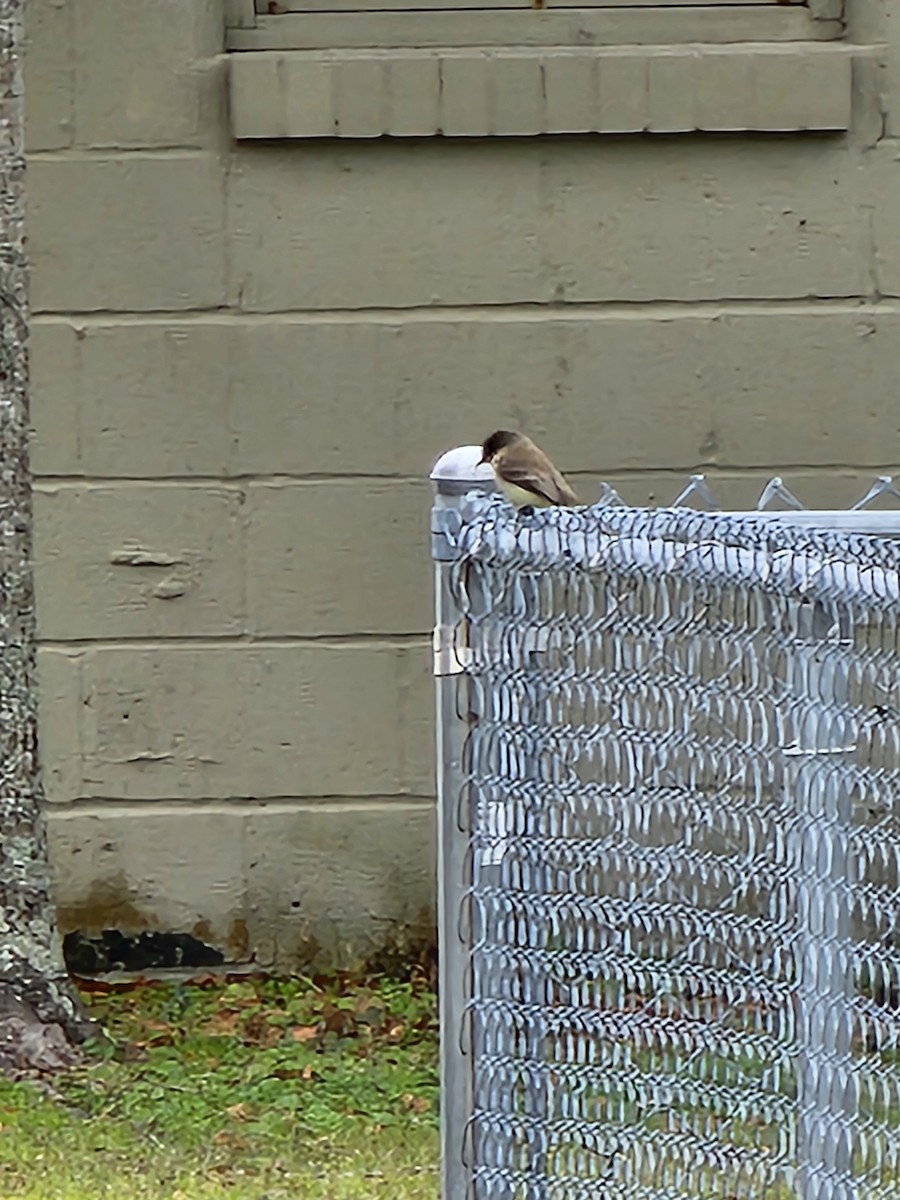 Eastern Phoebe - ML620438946