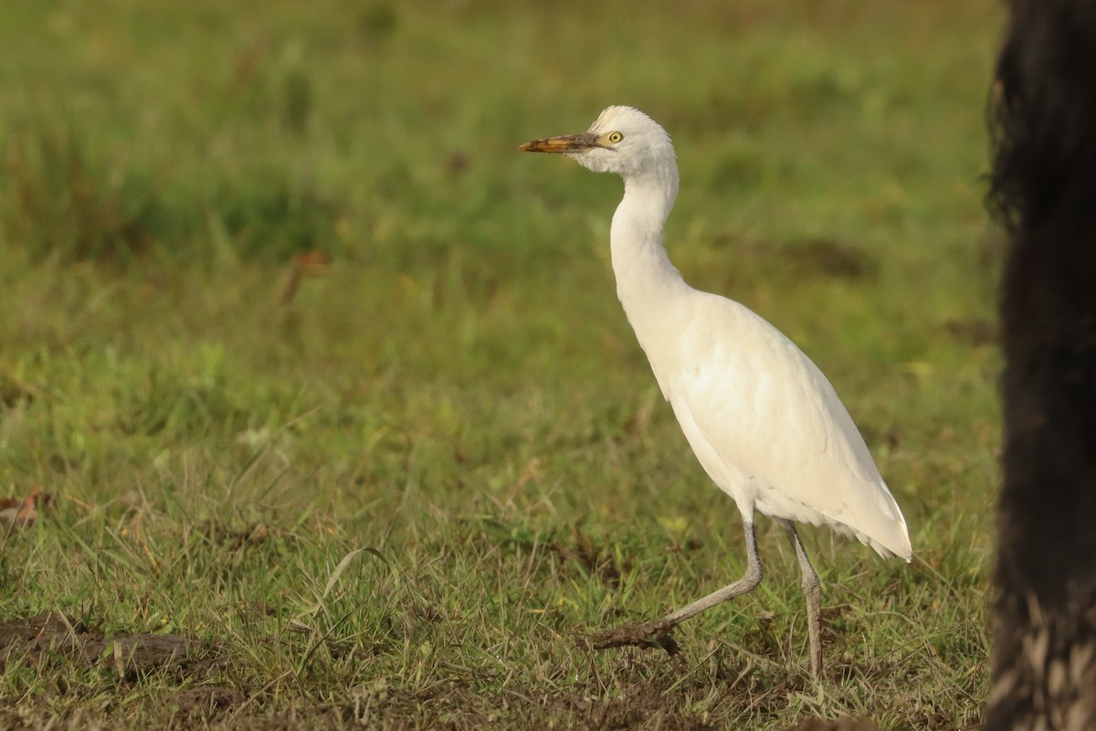 Eastern Cattle Egret - ML620438950