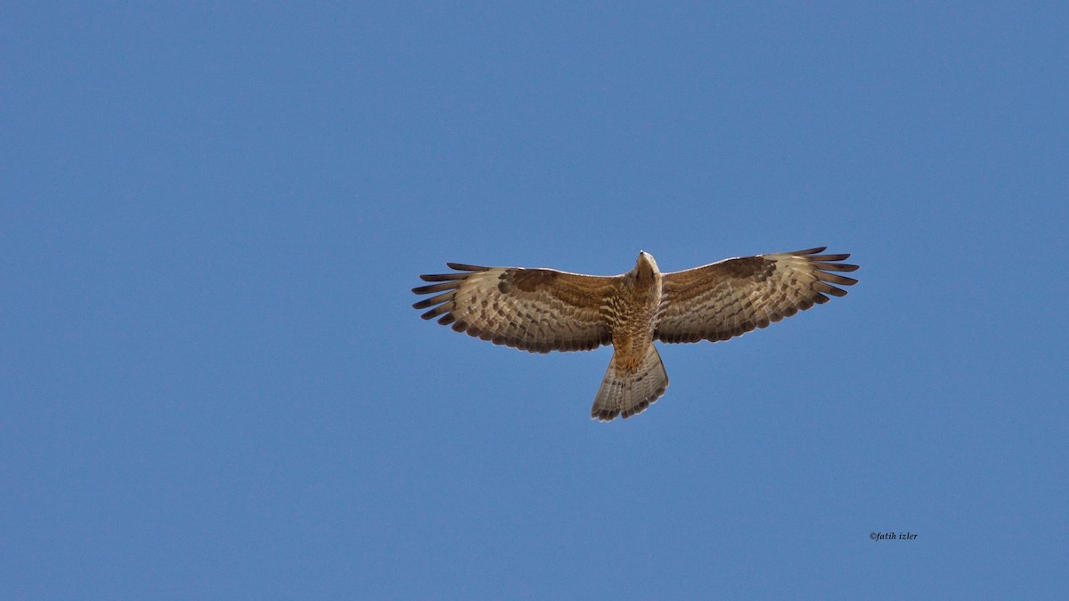 European Honey-buzzard - ML620438952