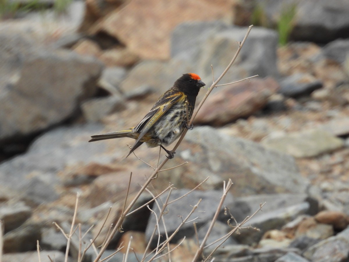 Fire-fronted Serin - ML620438961