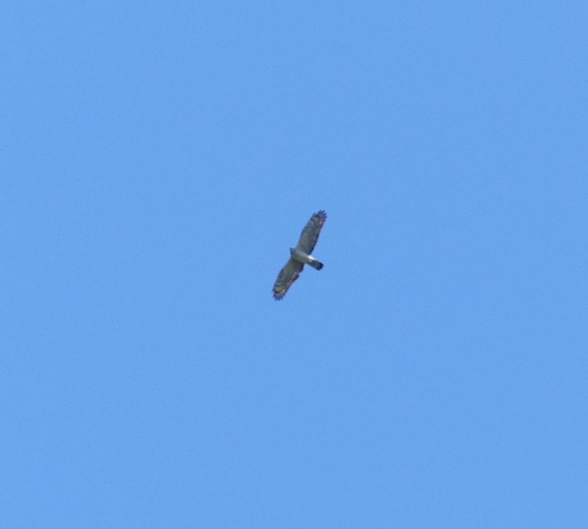 Oriental Honey-buzzard - ML620438963