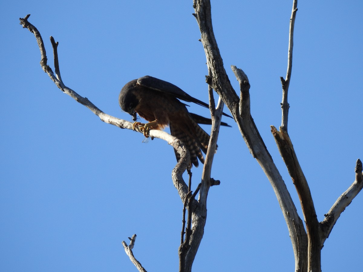 Australian Hobby - ML620438971