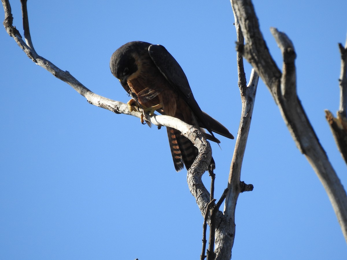 Australian Hobby - ML620438972