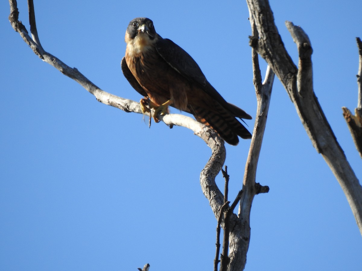 Australian Hobby - ML620438975