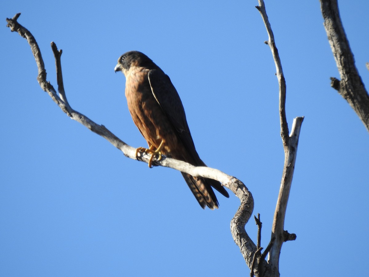 Australian Hobby - ML620438978