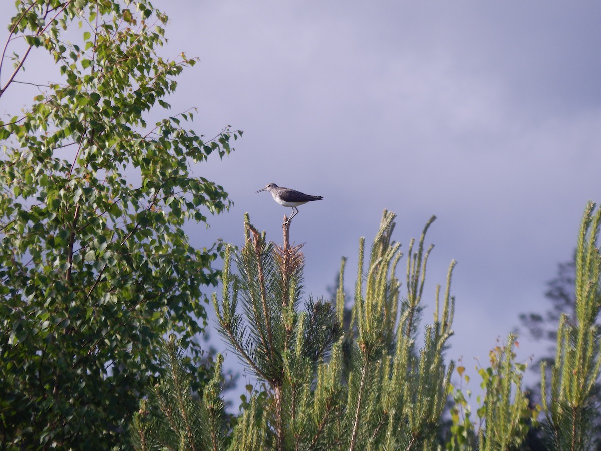 Wood Sandpiper - ML620438980