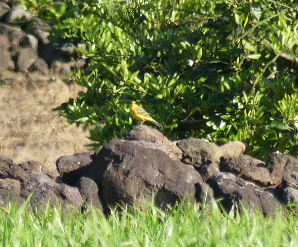 Eastern Yellow Wagtail (Green-headed) - ML620438984