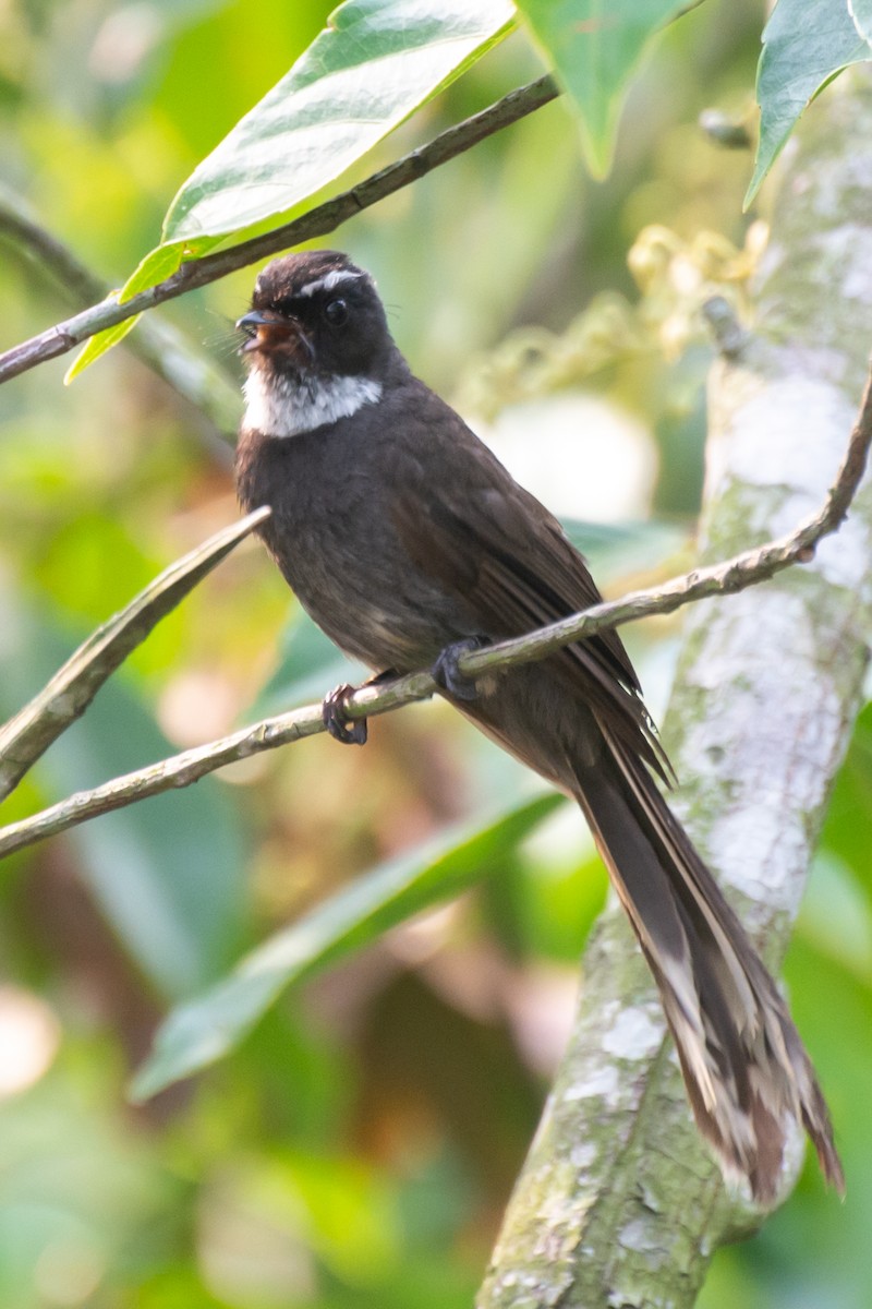 White-throated Fantail - ML620438986