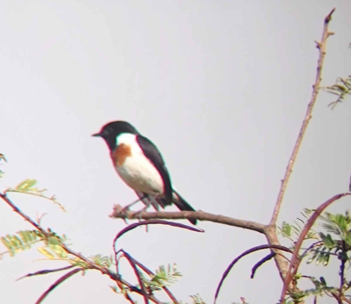 African Stonechat - ML620438990