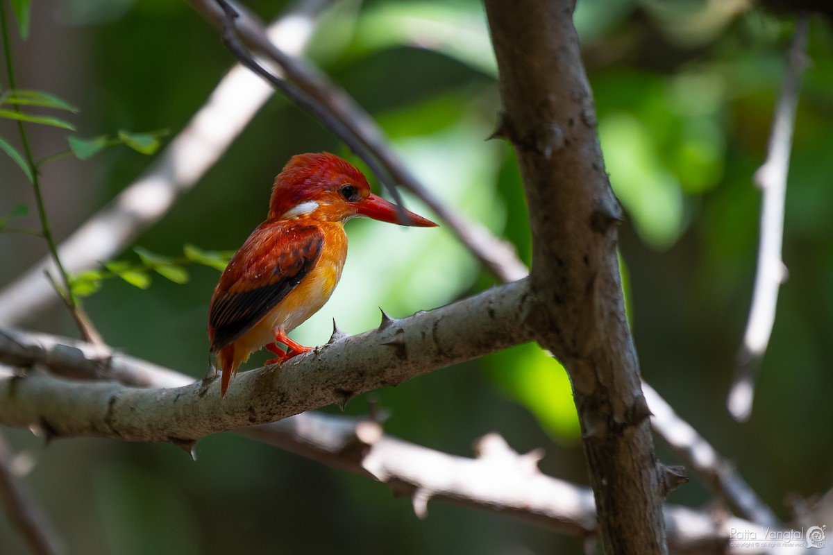 Rufous-backed Dwarf-Kingfisher - ML620438995