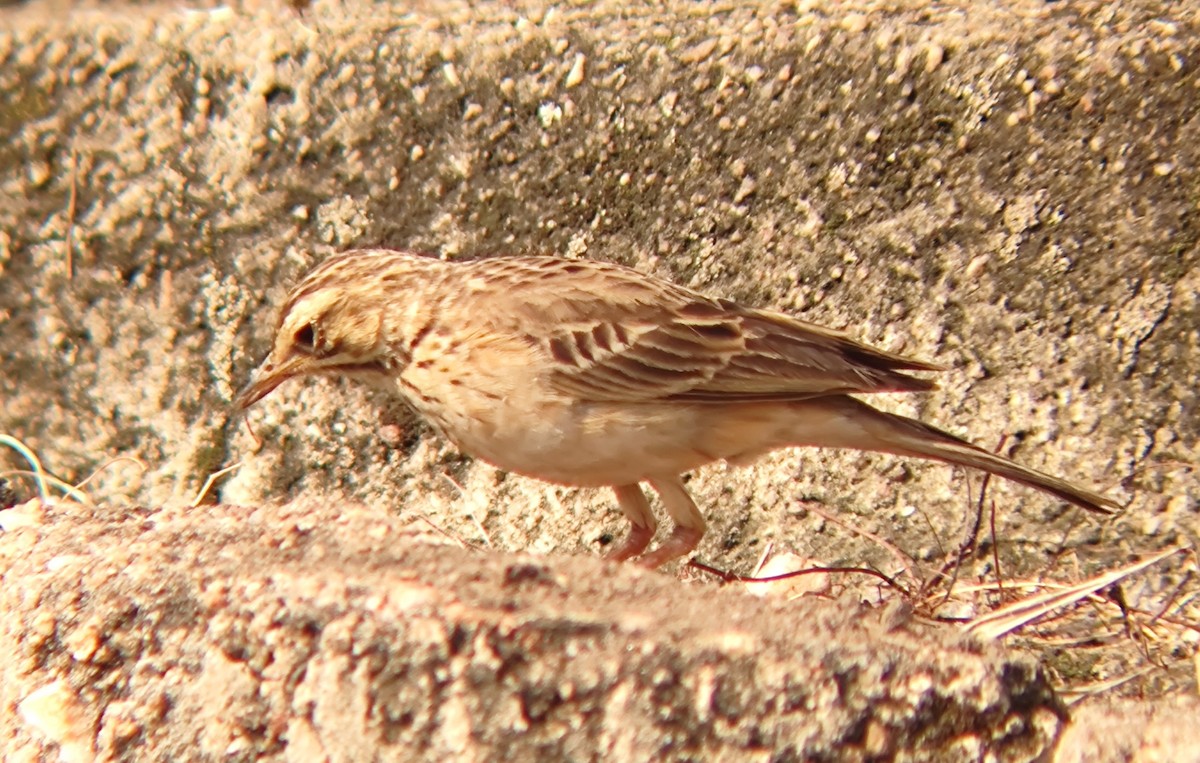 African Pipit - ML620438998